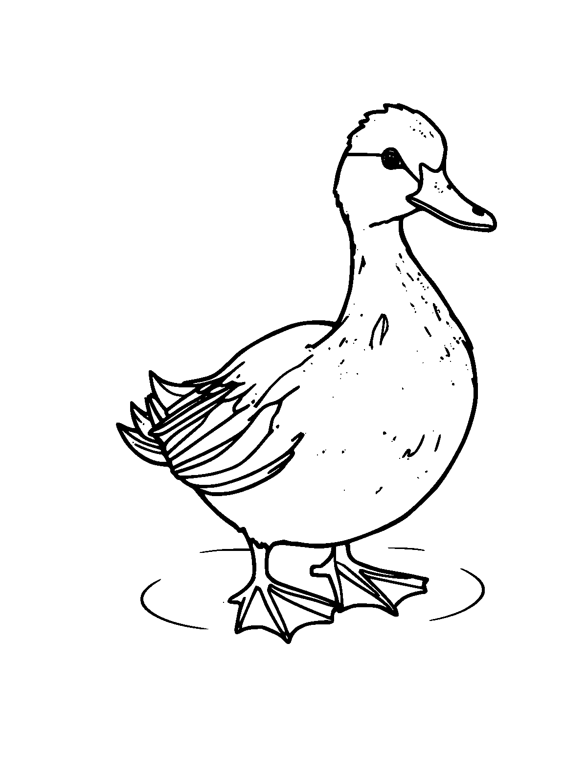 Line-art coloring page of Pekin Duck, medium outlines, centered