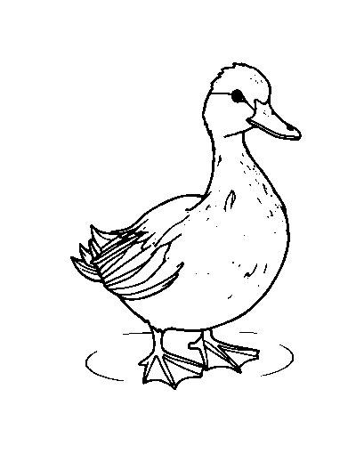 Pekin Duck