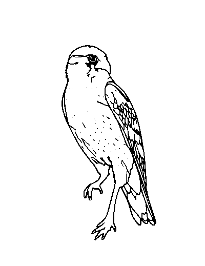 Peregrine Falcon