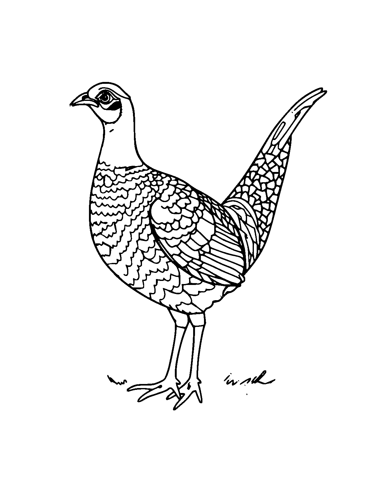 Line-art coloring page of Pheasant, medium outlines, centered