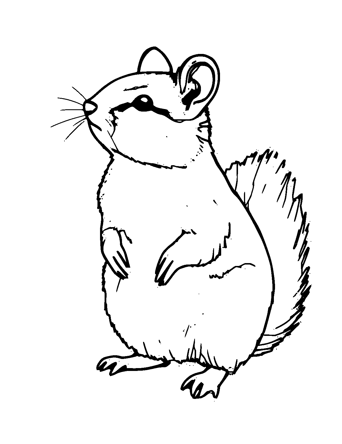 Line-art coloring page of Pika, medium outlines, centered