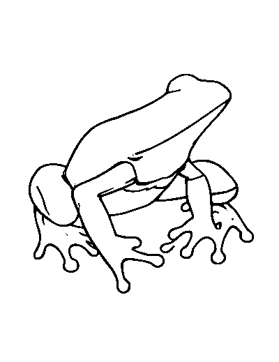 Poison Frog