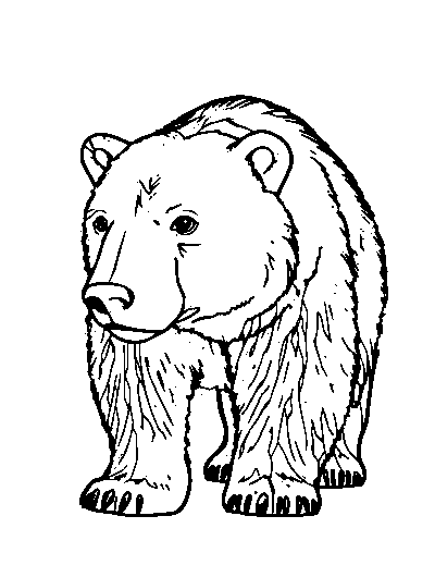 Polar Bear
