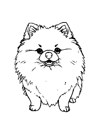 Pomeranian