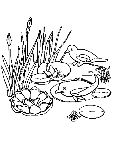 Pond Animals