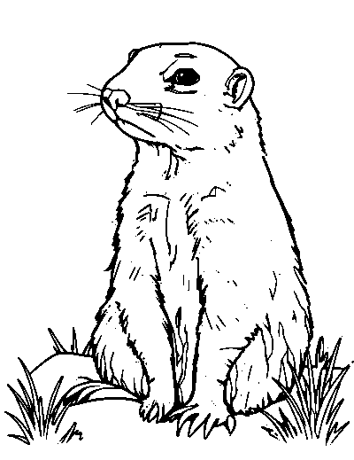 Prairie Dog