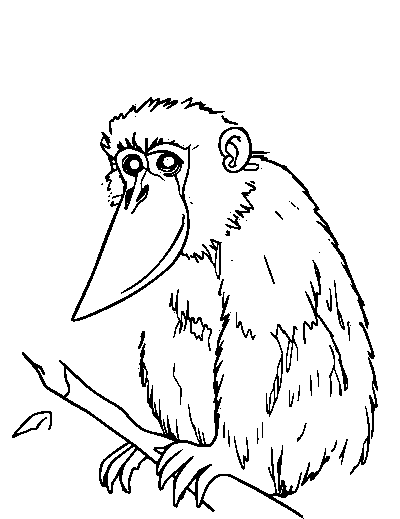 Proboscis Monkey