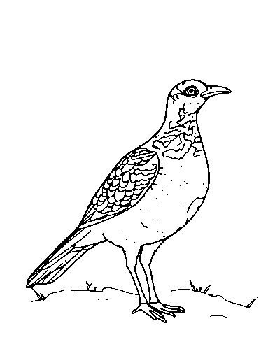 Ptarmigan