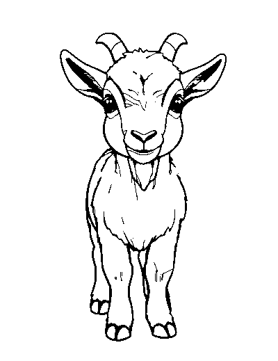 Pygmy Goat