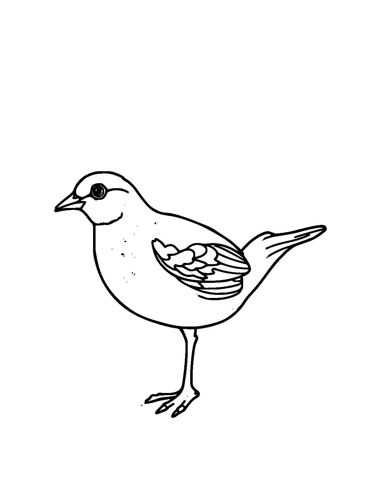 Line-art coloring page of Quail, medium outlines, centered