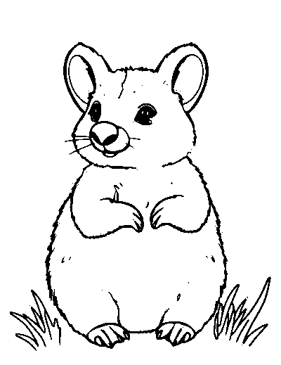 Quokka