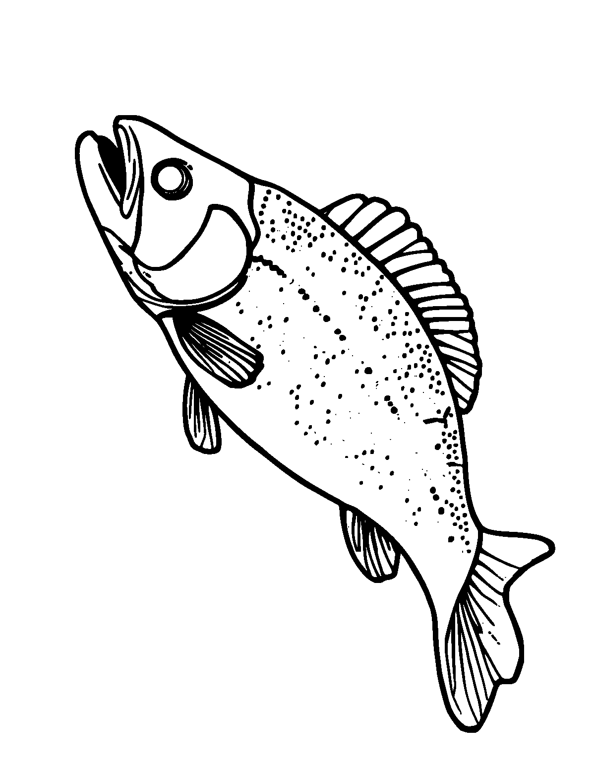 Line-art coloring page of Rainbow Trout, medium outlines, centered