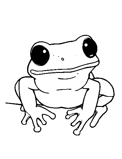 Red-Eyed Tree Frog