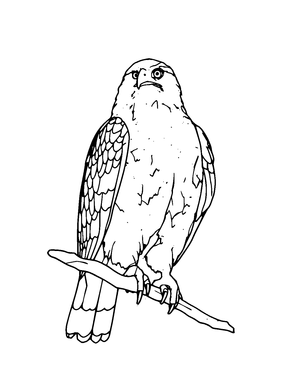 Line-art coloring page of Red-Tailed Hawk, medium outlines, centered