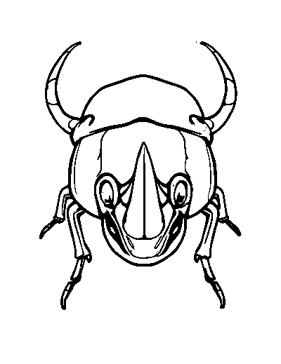 Rhinoceros Beetle