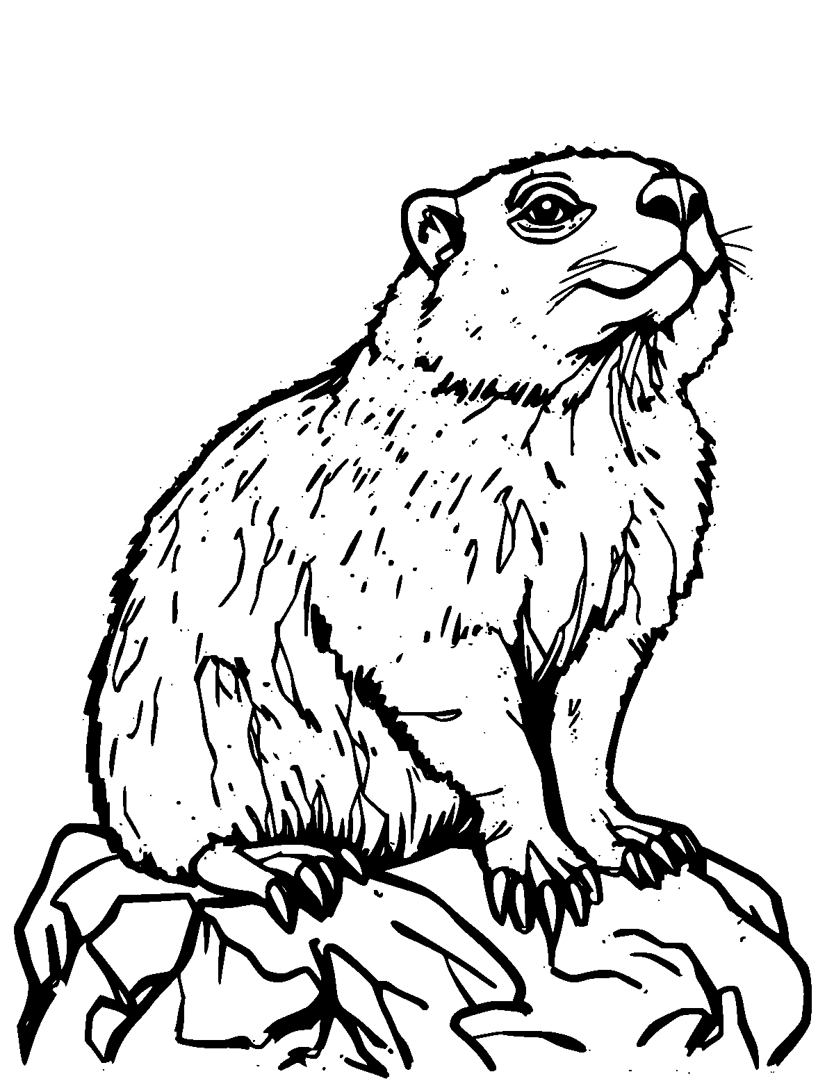Line-art coloring page of Rock Hyrax, medium outlines, centered