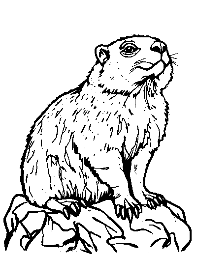 Rock Hyrax
