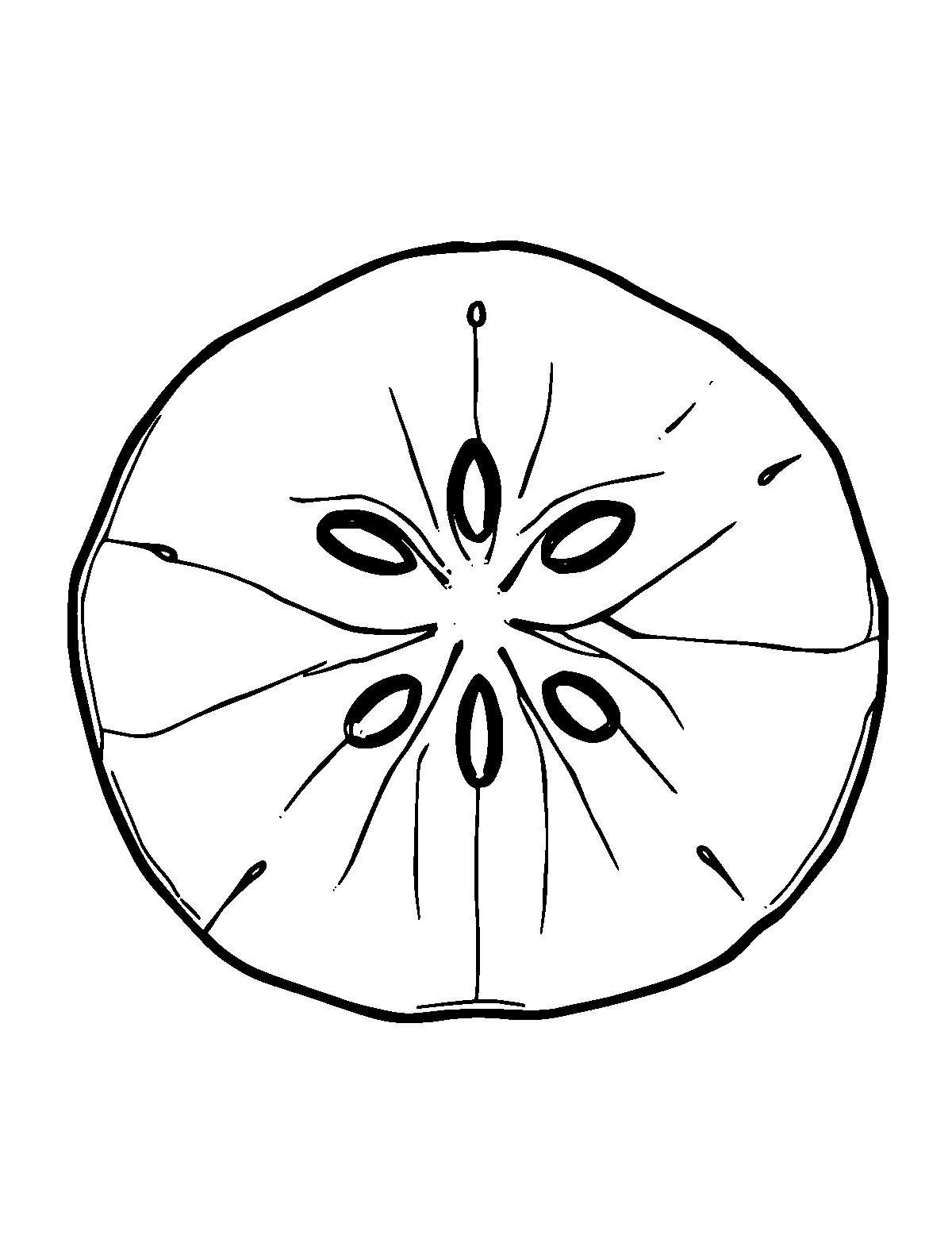 Line-art coloring page of Sand Dollar, medium outlines, centered