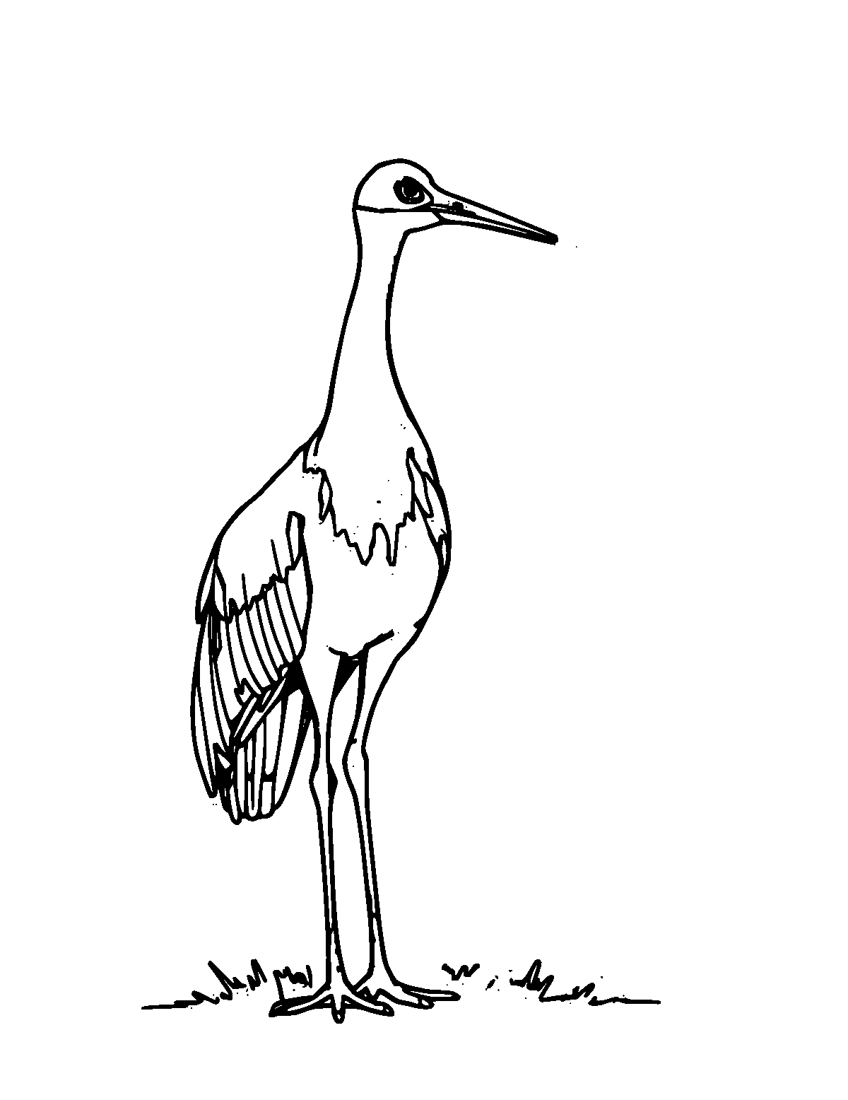Line-art coloring page of Sandhill Crane, medium outlines, centered
