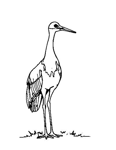 Sandhill Crane