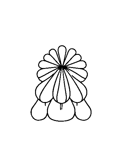 Scallop