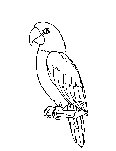 Scarlet Macaw
