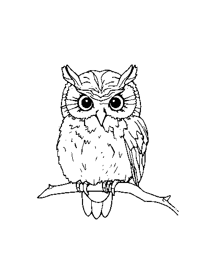 Screech Owl
