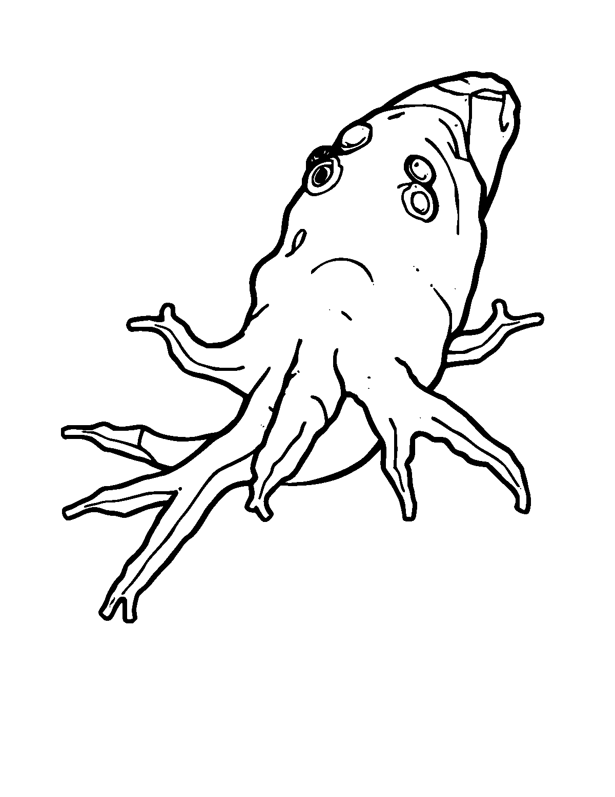 Line-art coloring page of Sea Cucumber, medium outlines, centered
