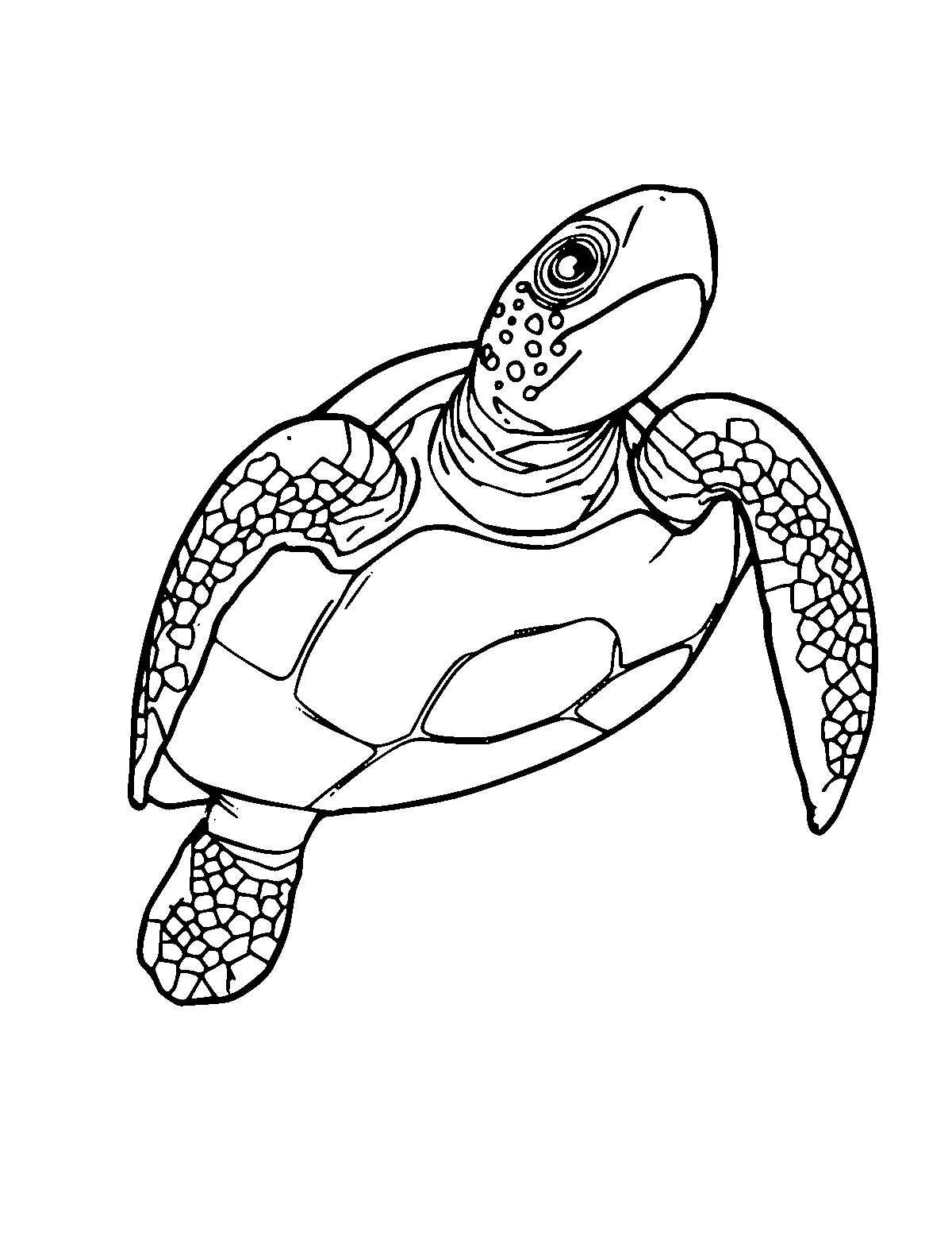 Line-art coloring page of Sea Turtle, medium outlines, centered