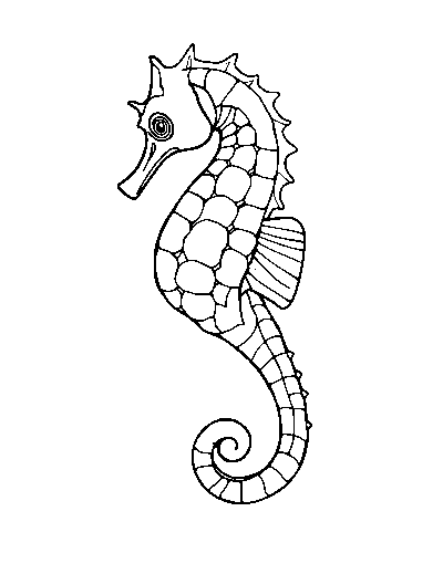 Seahorse