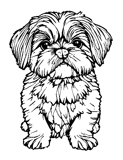 Shih Tzu