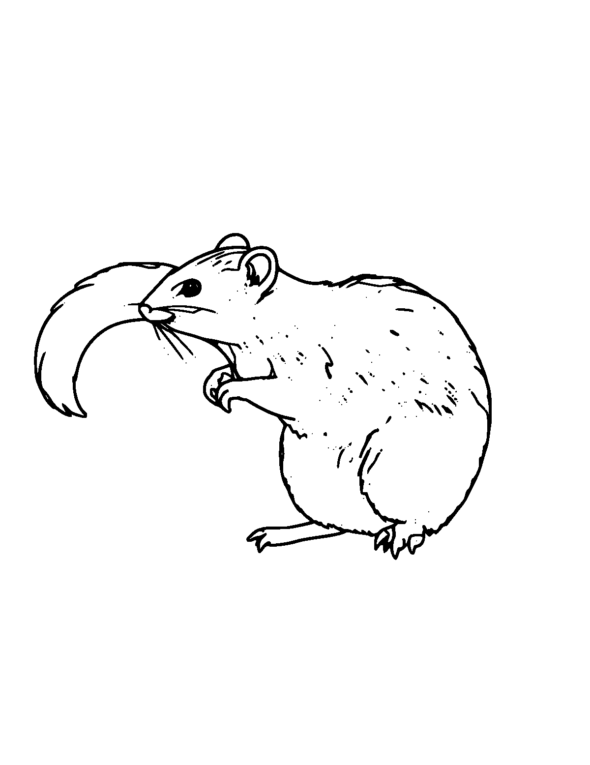 Line-art coloring page of Shrew, medium outlines, centered