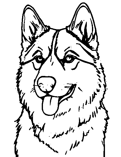 Siberian Husky