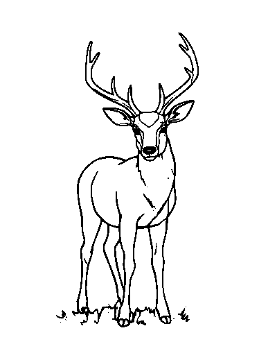 Sika Deer