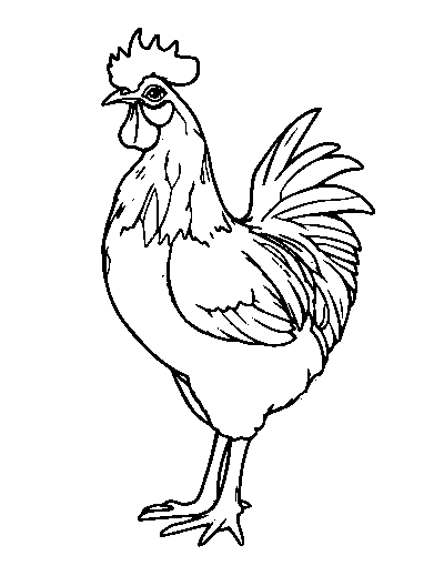 Silkie Chicken