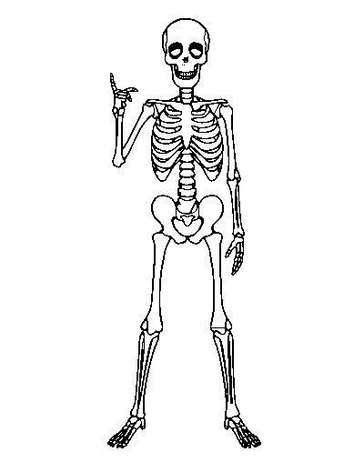Skeleton