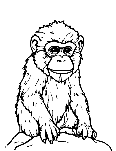 Snow Monkey