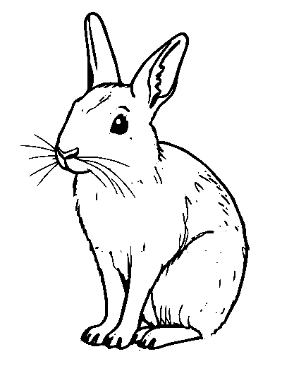 Snowshoe Hare