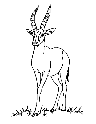 Springbok