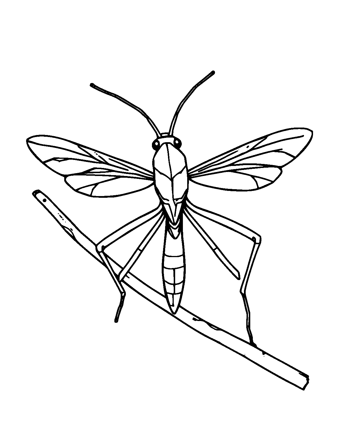 Line-art coloring page of Stick Insect, medium outlines, centered