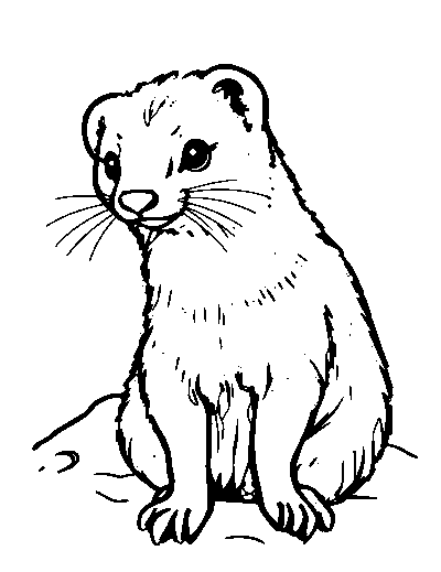 Stoat