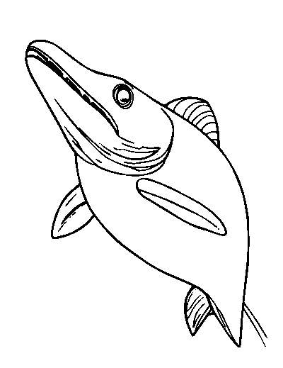 Sturgeon