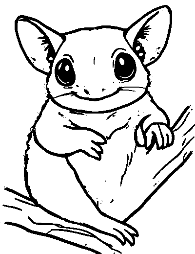 Sugar Glider