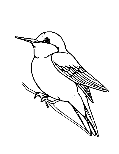 Swallow