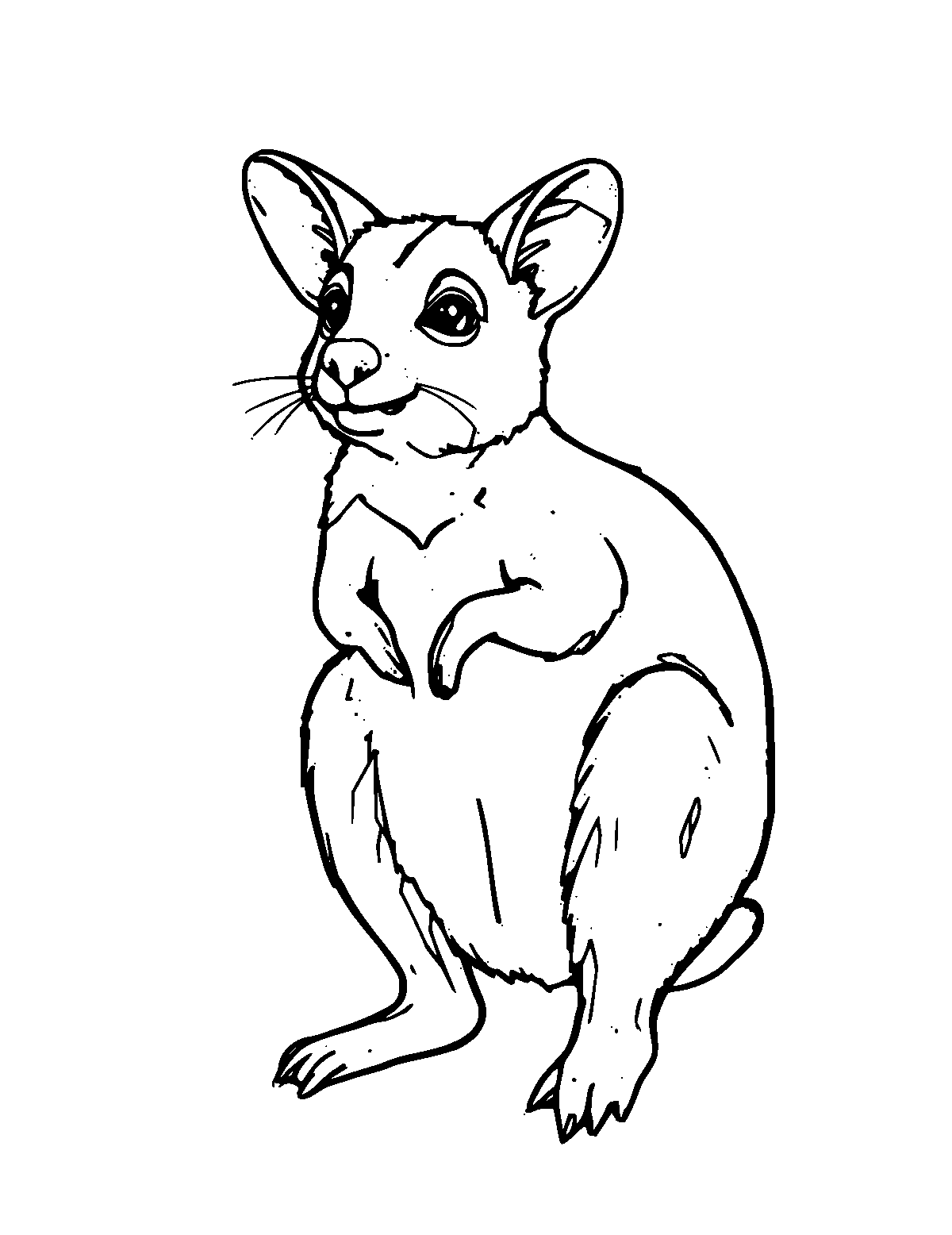 Line-art coloring page of Tammar Wallaby, medium outlines, centered