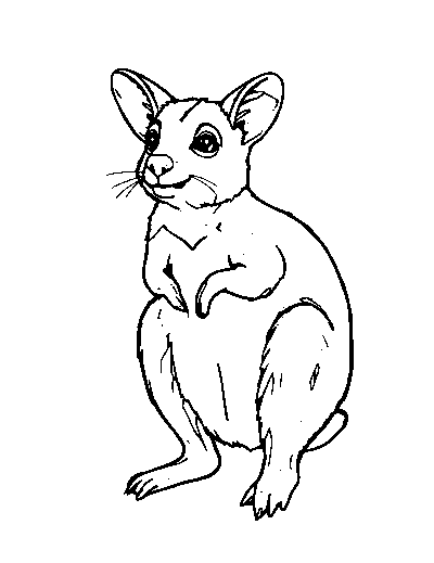 Tammar Wallaby
