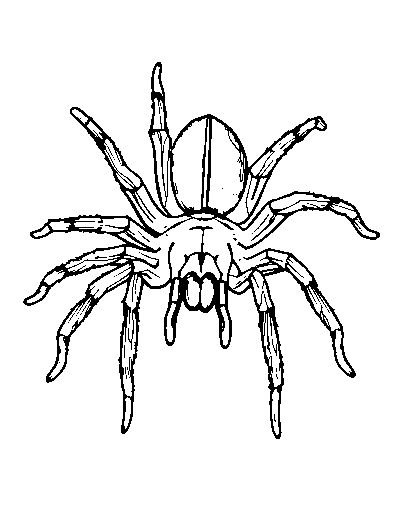 Tarantula