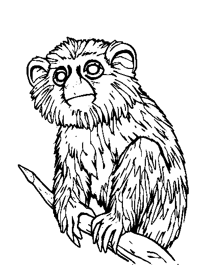 Tarsier