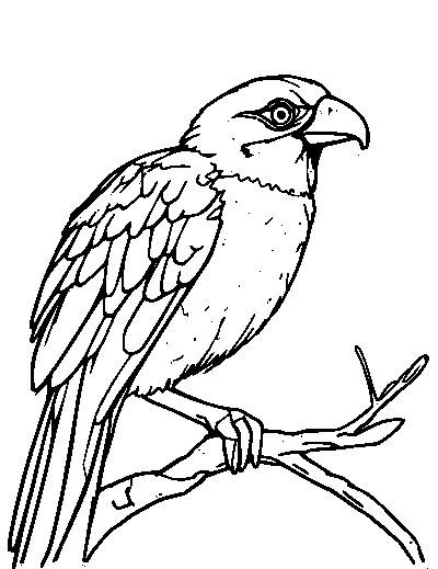 Tern