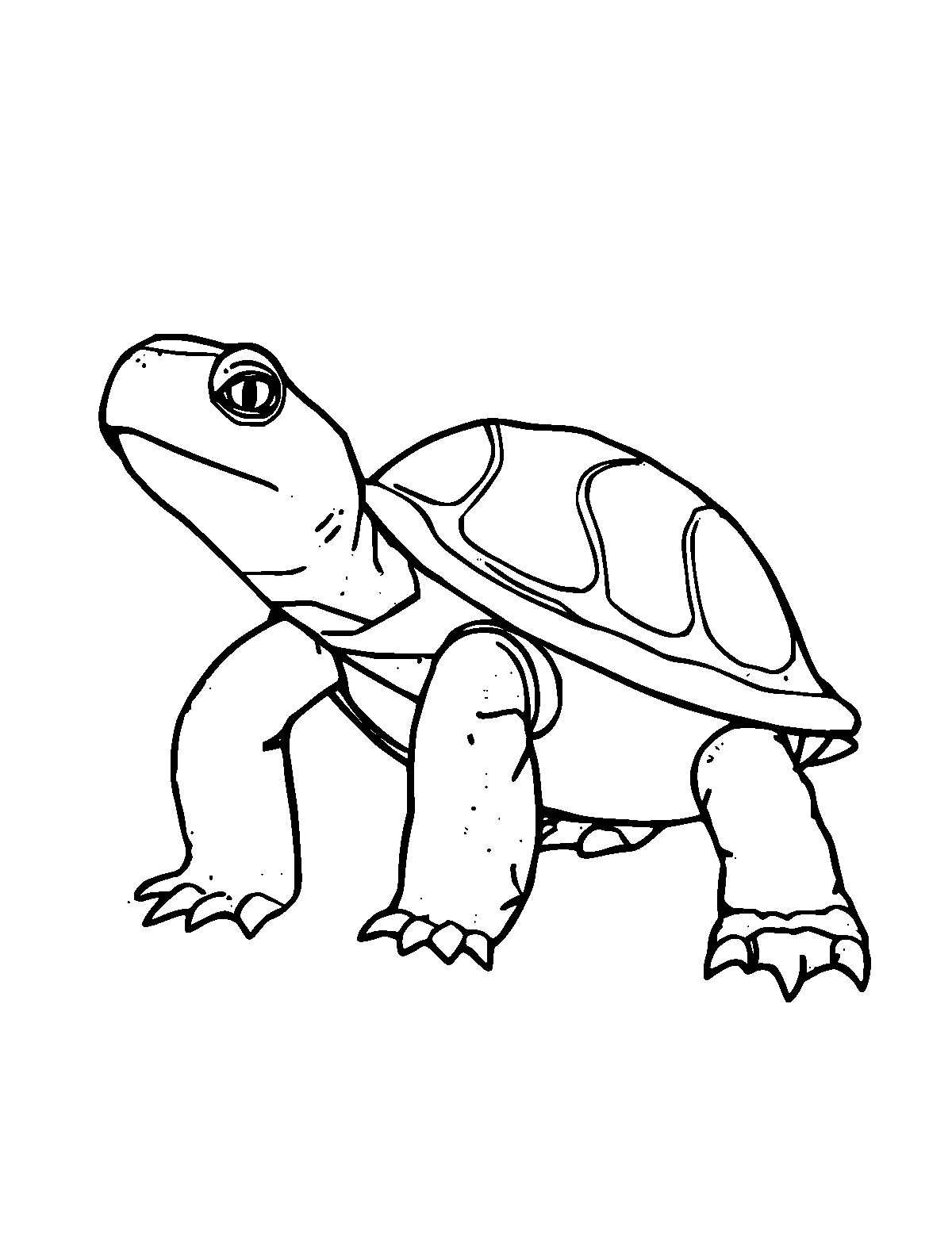 Line-art coloring page of Terrapin, medium outlines, centered